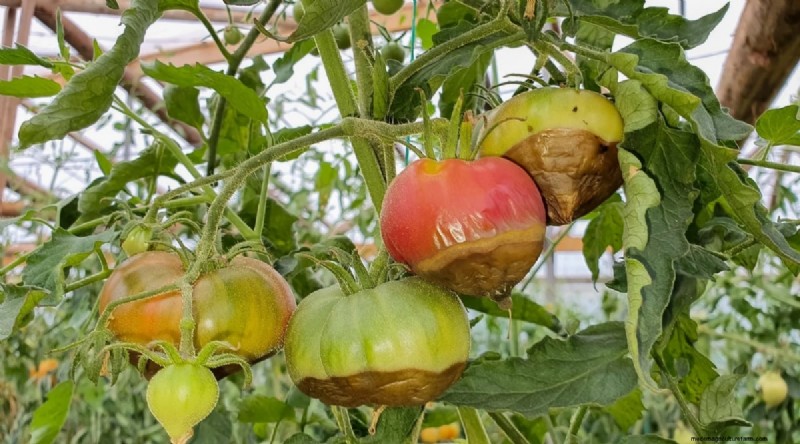 Cherokee Purple Tomatoes: Planting, Growing & Care Guide