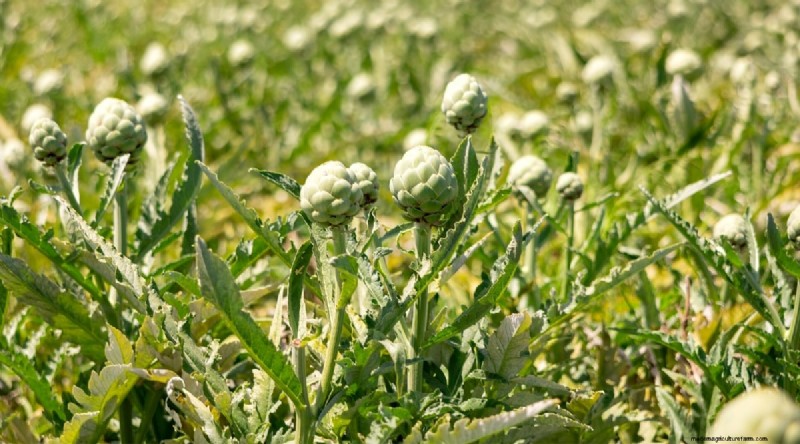 September Planting Guide: 19 Seeds for a Fall Harvest