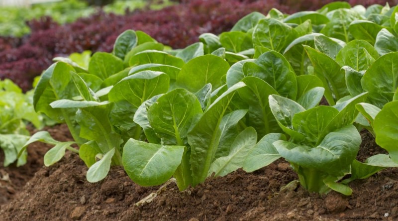 September Planting Guide: 19 Seeds for a Fall Harvest