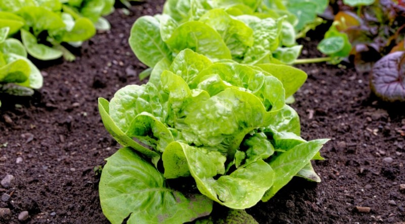 September Planting Guide: 19 Seeds for a Fall Harvest
