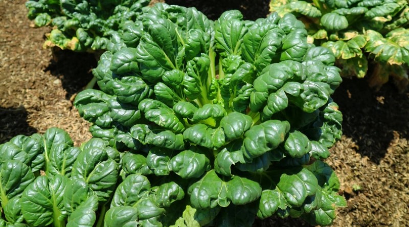 September Planting Guide: 19 Seeds for a Fall Harvest