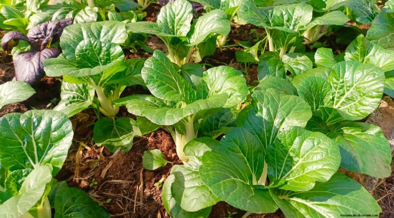 September Planting Guide: 19 Seeds for a Fall Harvest