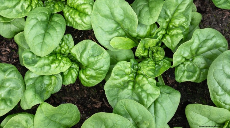 September Planting Guide: 19 Seeds for a Fall Harvest