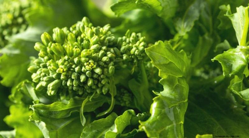 September Planting Guide: 19 Seeds for a Fall Harvest