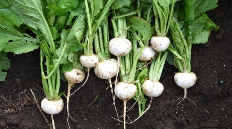 September Planting Guide: 19 Seeds for a Fall Harvest
