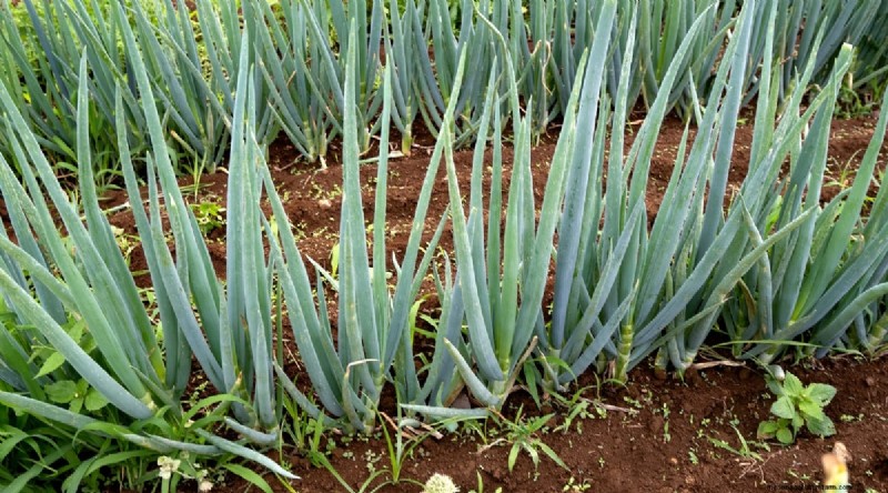 September Planting Guide: 19 Seeds for a Fall Harvest