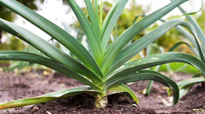 September Planting Guide: 19 Seeds for a Fall Harvest