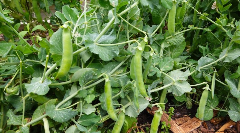 September Planting Guide: 19 Seeds for a Fall Harvest