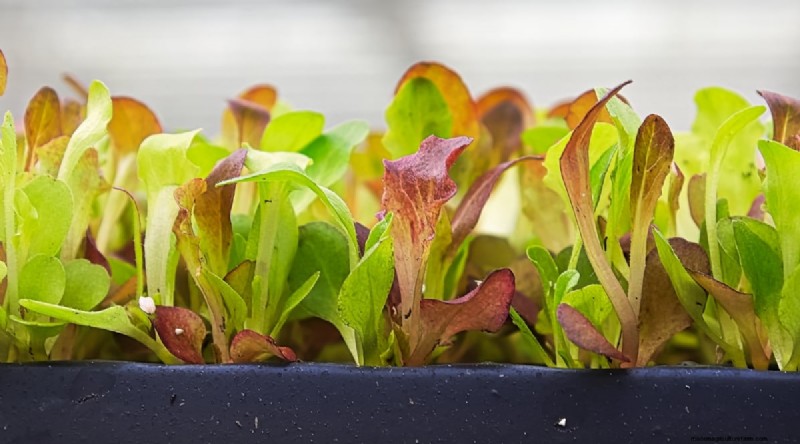September Planting Guide: 19 Seeds for a Fall Harvest
