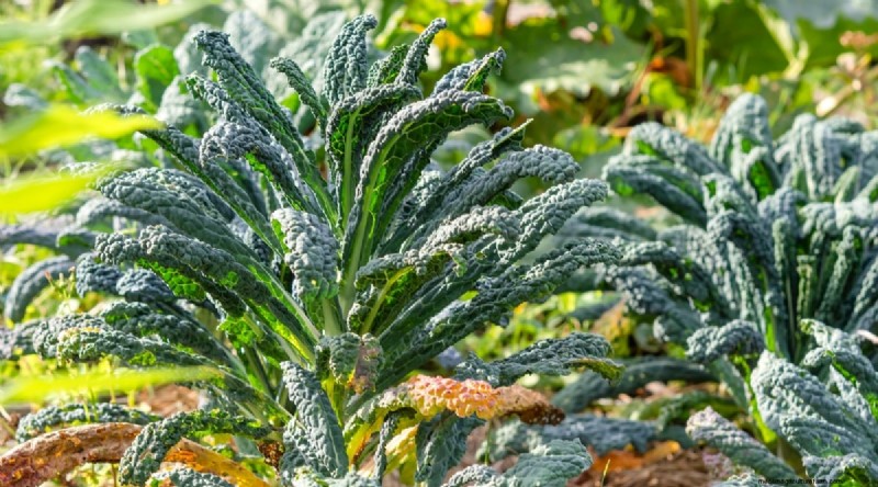 September Planting Guide: 19 Seeds for a Fall Harvest