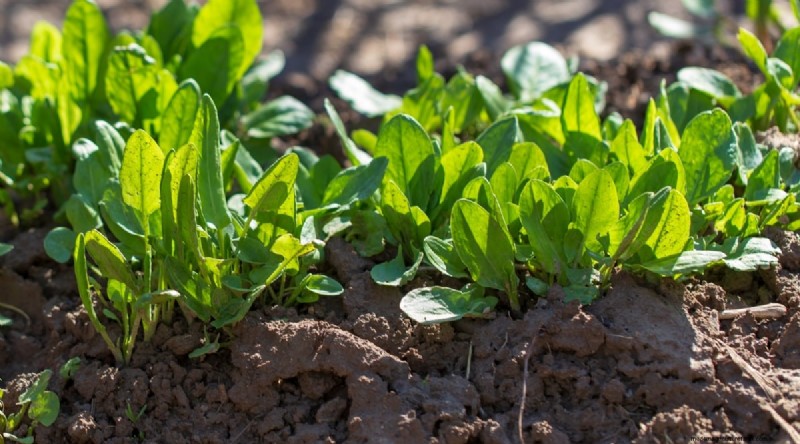 September Planting Guide: 19 Seeds for a Fall Harvest
