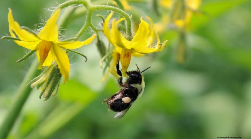 Hand Pollinating Tomatoes: A Complete Guide for Fruitful Gardens