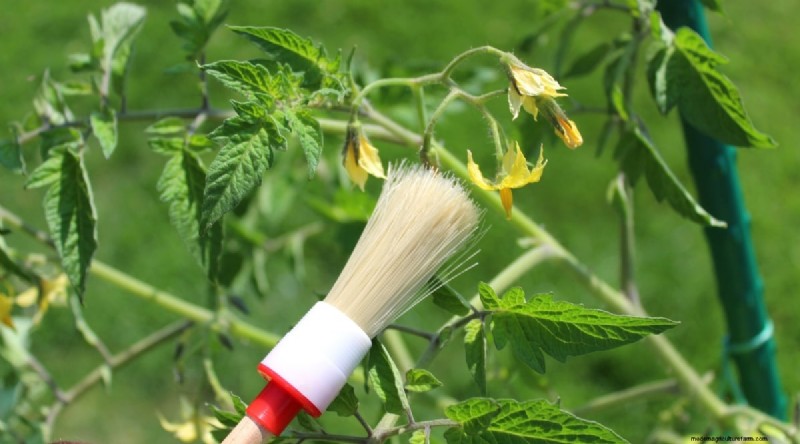 Hand Pollinating Tomatoes: A Complete Guide for Fruitful Gardens