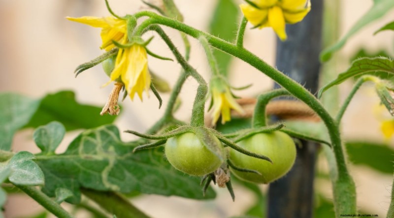 Hand Pollinating Tomatoes: A Complete Guide for Fruitful Gardens