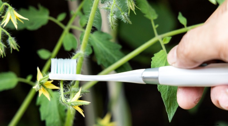 Hand Pollinating Tomatoes: A Complete Guide for Fruitful Gardens