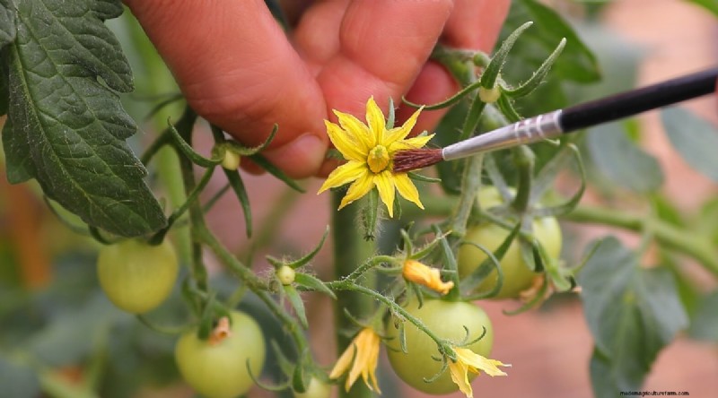 Hand Pollinating Tomatoes: A Complete Guide for Fruitful Gardens
