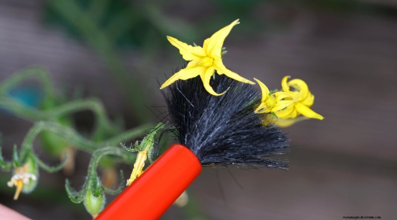 Hand Pollinating Tomatoes: A Complete Guide for Fruitful Gardens