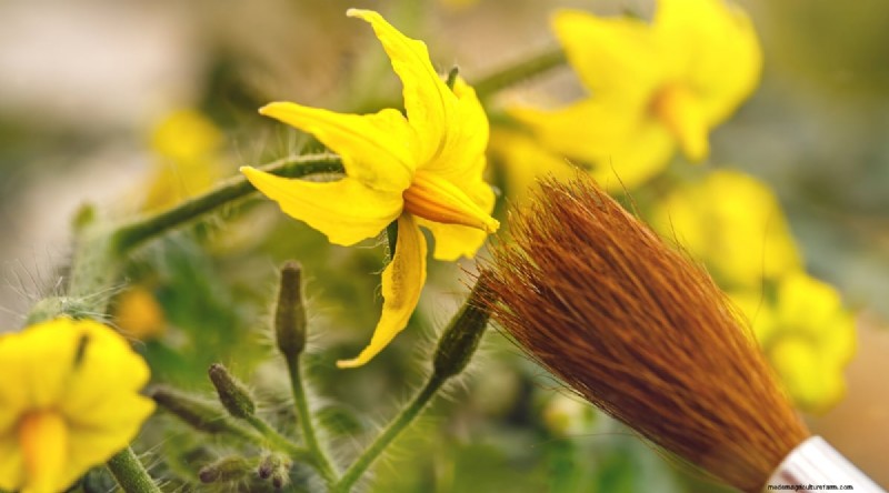 Hand Pollinating Tomatoes: A Complete Guide for Fruitful Gardens
