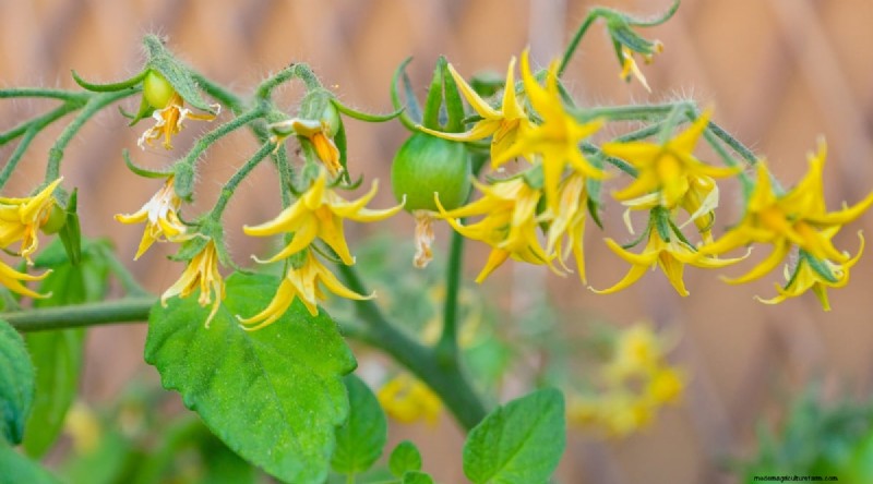 Hand Pollinating Tomatoes: A Complete Guide for Fruitful Gardens
