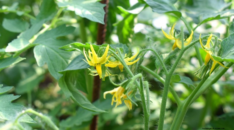 Hand Pollinating Tomatoes: A Complete Guide for Fruitful Gardens