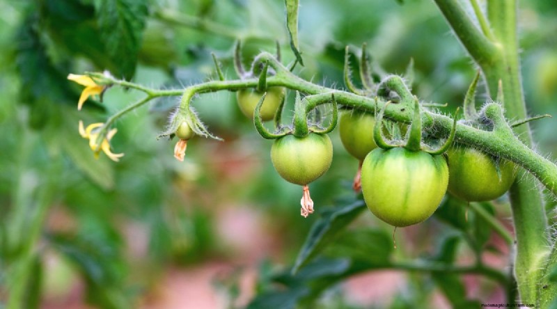 Hand Pollinating Tomatoes: A Complete Guide for Fruitful Gardens