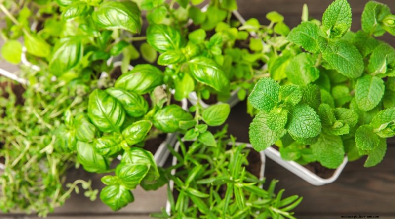Maximize Your Space: 15 Expert Tips for Small-Space Herb Gardening