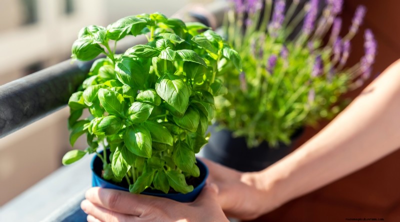 Maximize Your Space: 15 Expert Tips for Small-Space Herb Gardening