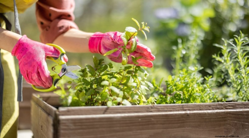 Maximize Your Space: 15 Expert Tips for Small-Space Herb Gardening