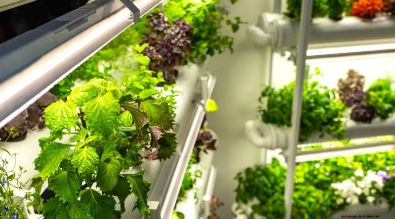 Maximize Your Space: 15 Expert Tips for Small-Space Herb Gardening