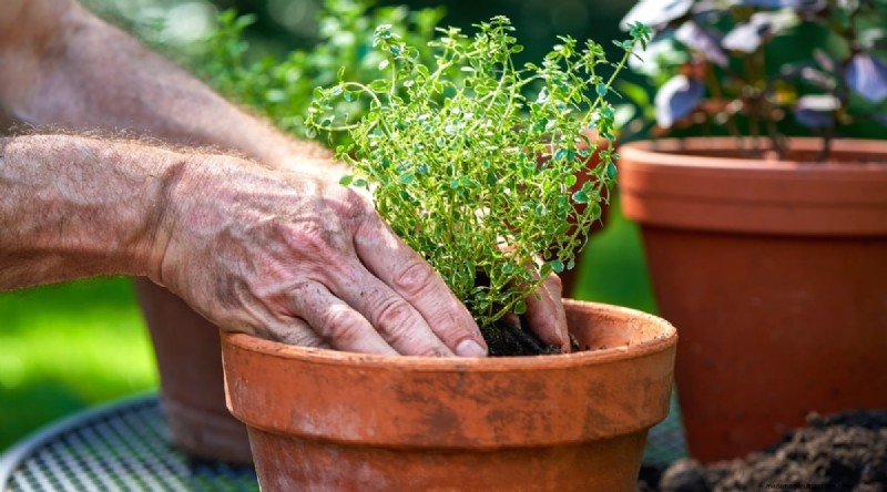Maximize Your Space: 15 Expert Tips for Small-Space Herb Gardening