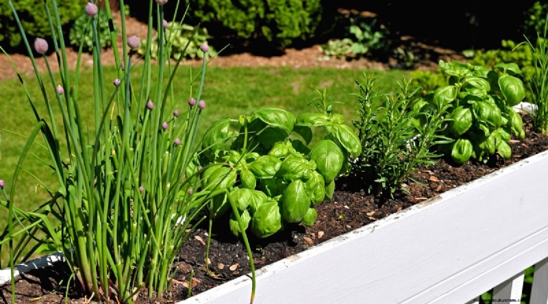 Maximize Your Space: 15 Expert Tips for Small-Space Herb Gardening