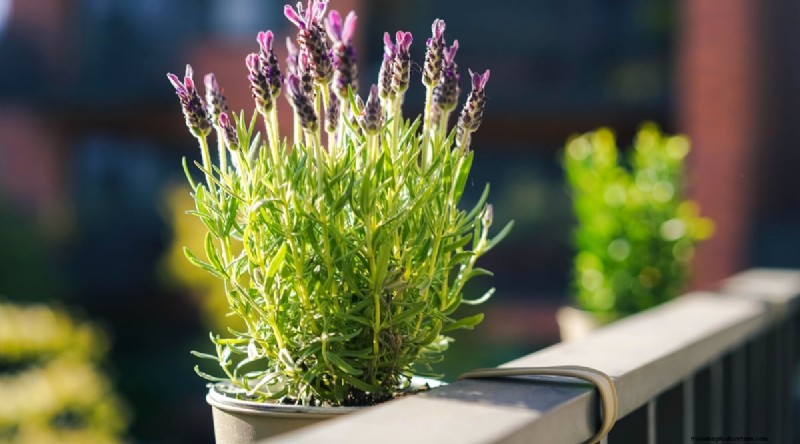 Maximize Your Space: 15 Expert Tips for Small-Space Herb Gardening