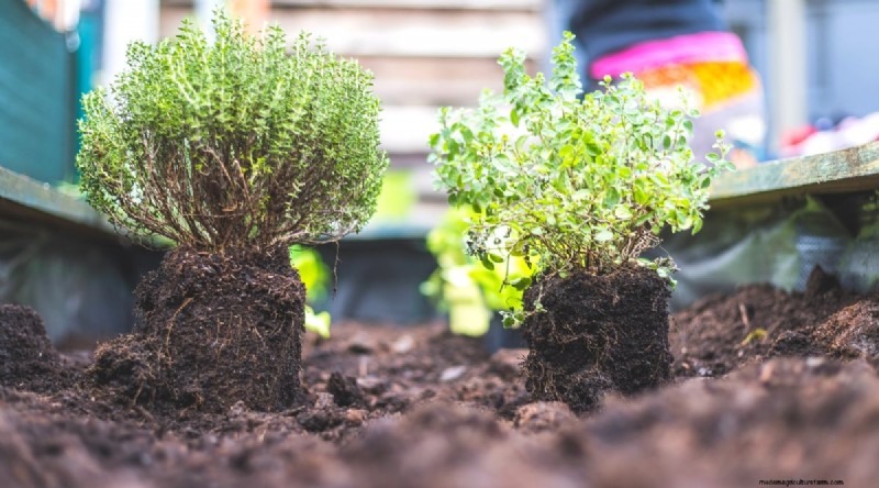 Maximize Your Space: 15 Expert Tips for Small-Space Herb Gardening