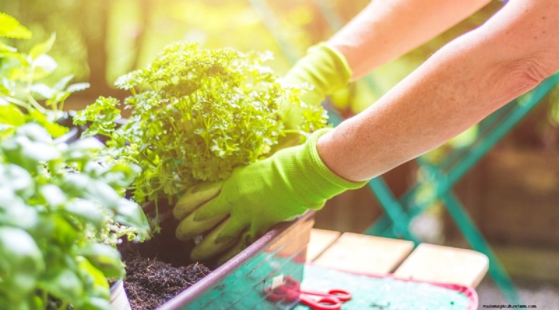 Maximize Your Space: 15 Expert Tips for Small-Space Herb Gardening