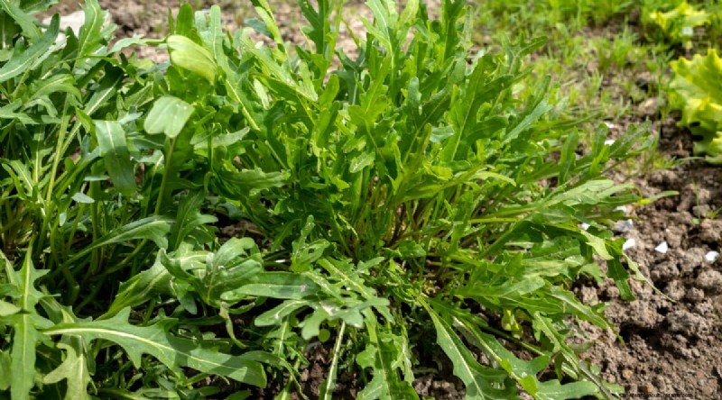 Best Fall Vegetables to Plant Now: A Guide to a Bountiful Harvest