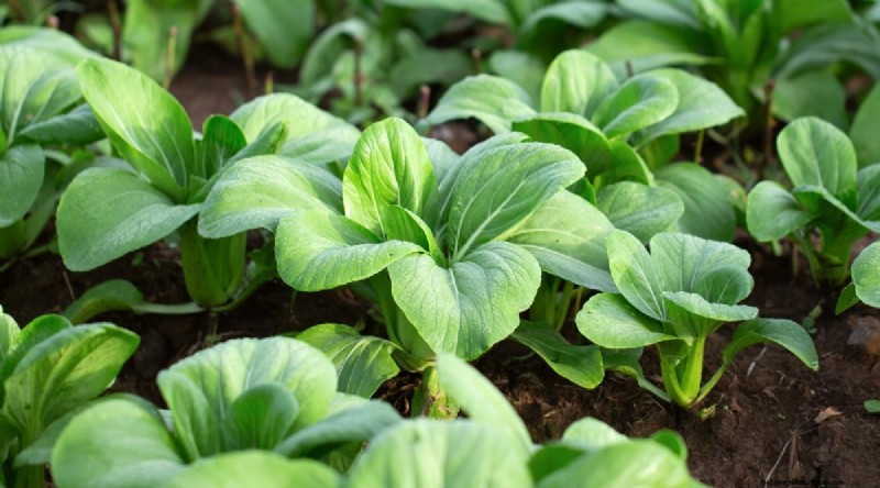Best Fall Vegetables to Plant Now: A Guide to a Bountiful Harvest