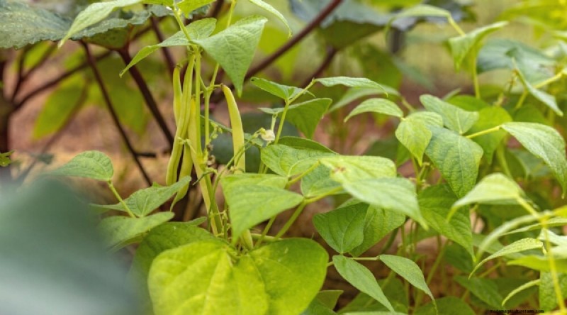 Best Fall Vegetables to Plant Now: A Guide to a Bountiful Harvest
