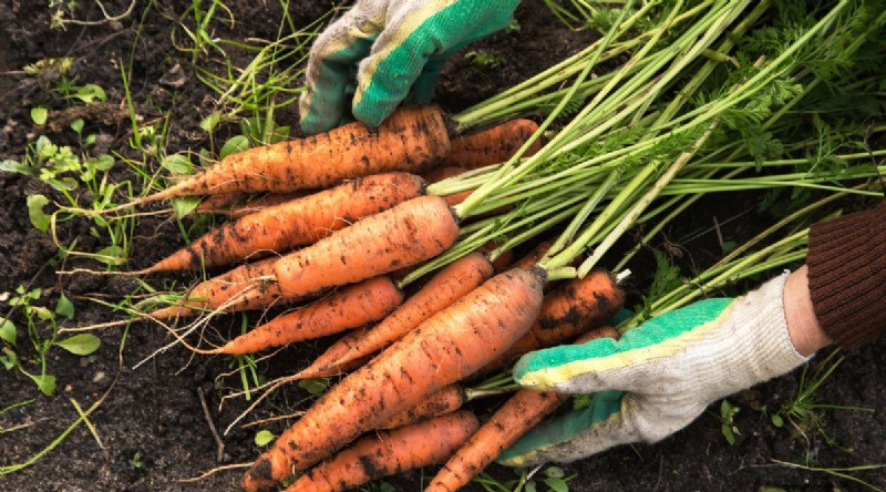 Best Fall Vegetables to Plant Now: A Guide to a Bountiful Harvest