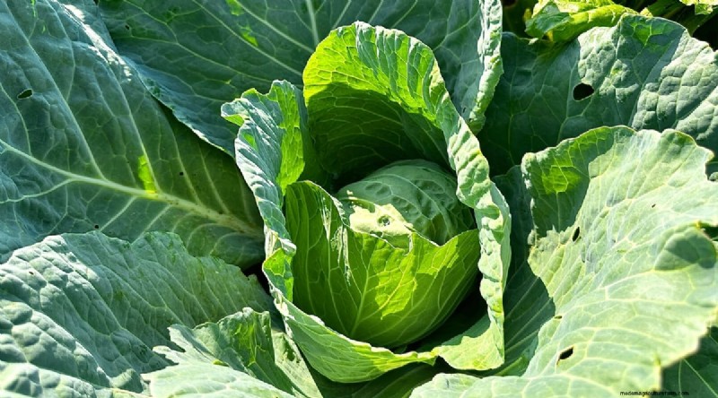 Best Fall Vegetables to Plant Now: A Guide to a Bountiful Harvest