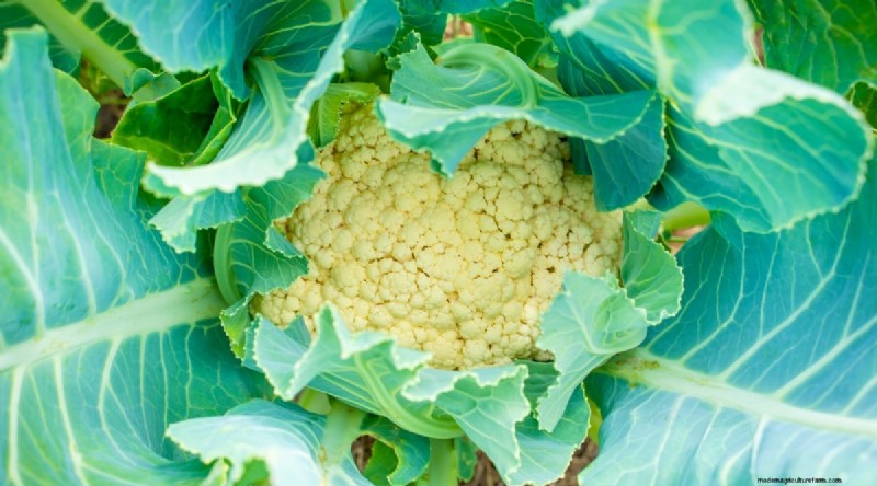 Best Fall Vegetables to Plant Now: A Guide to a Bountiful Harvest