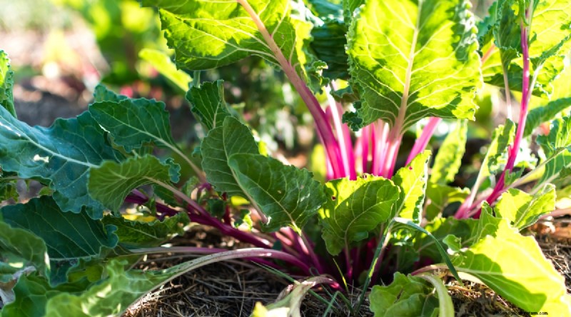 Best Fall Vegetables to Plant Now: A Guide to a Bountiful Harvest
