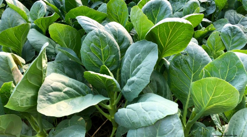 Best Fall Vegetables to Plant Now: A Guide to a Bountiful Harvest