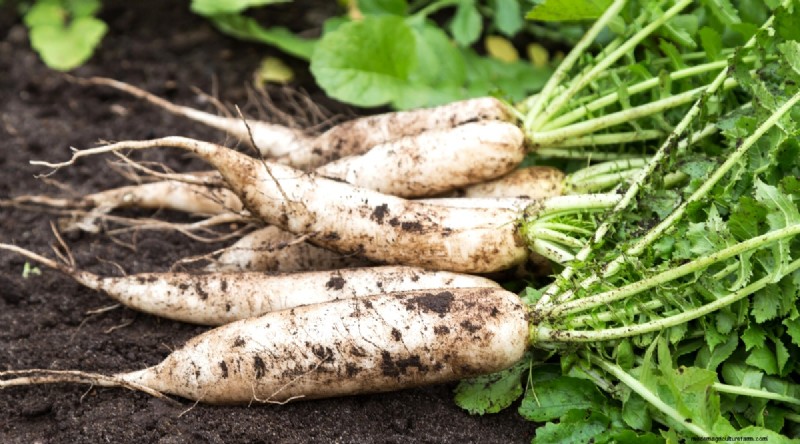 Best Fall Vegetables to Plant Now: A Guide to a Bountiful Harvest