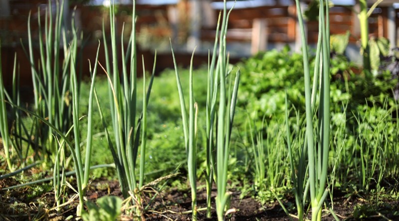 Best Fall Vegetables to Plant Now: A Guide to a Bountiful Harvest