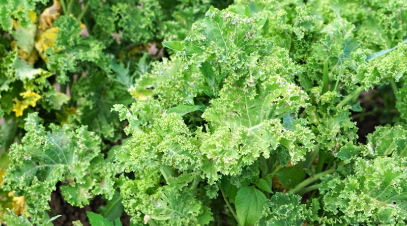Best Fall Vegetables to Plant Now: A Guide to a Bountiful Harvest