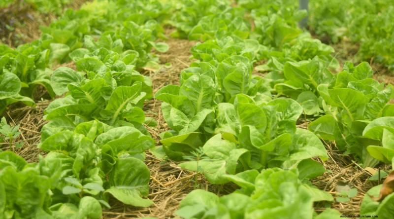Best Fall Vegetables to Plant Now: A Guide to a Bountiful Harvest