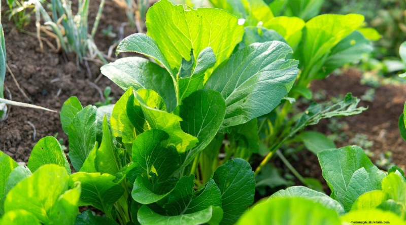 Best Fall Vegetables to Plant Now: A Guide to a Bountiful Harvest