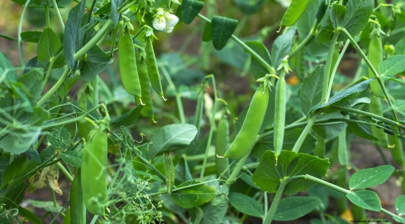 Best Fall Vegetables to Plant Now: A Guide to a Bountiful Harvest