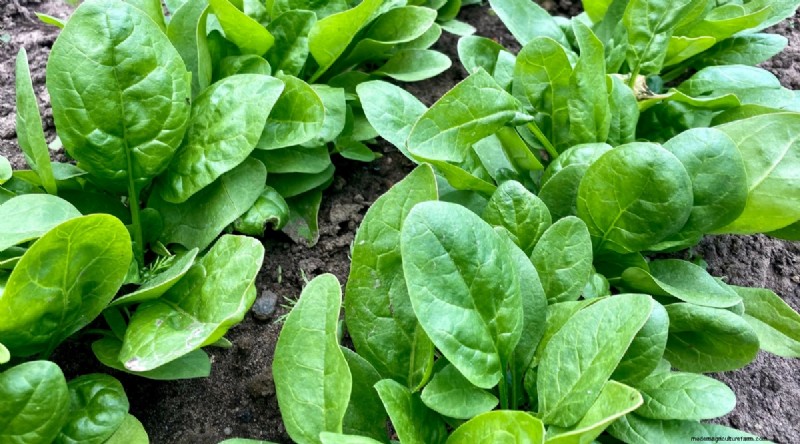 Best Fall Vegetables to Plant Now: A Guide to a Bountiful Harvest