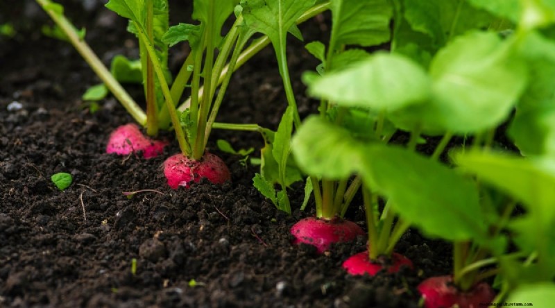 Best Fall Vegetables to Plant Now: A Guide to a Bountiful Harvest